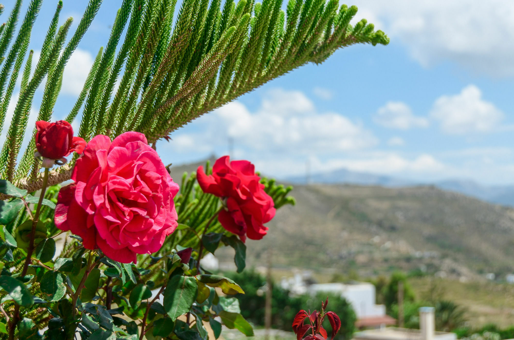 Villa Of Roses In Naxos - Private Villa With Pool Naxos City Εξωτερικό φωτογραφία